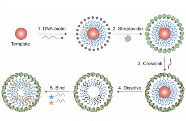 Dna Controlled Encapsulation Of Small Molecules In Protein Nanoparticles Inbs 